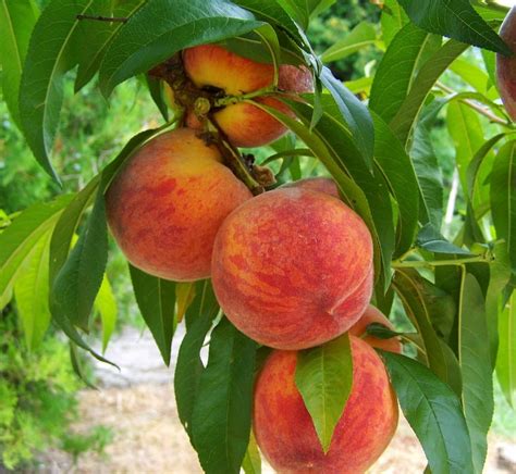 Peach Fruit Farming Planting Care Harvesting Agri Farming