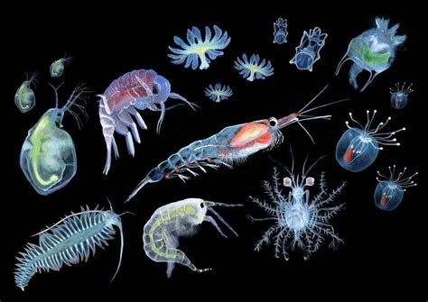 Twitter Plankton Microscopic Photography Ocean Creatures