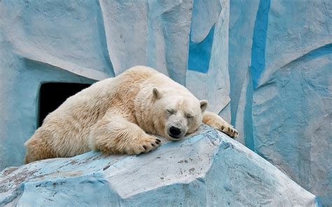 Polar Bear Full Hd Wallpaper And Background Image 1920x1200 Id331389