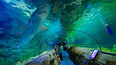 Aquarium Sea Life De Sydney Découvrez Sydney Avec Expediafr