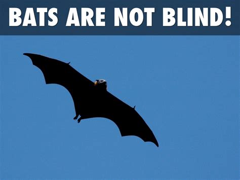 Bat Facts By Tawna