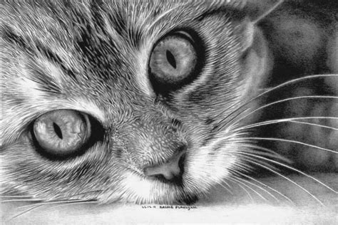 Realistic Easy Cat Drawing Acetyred