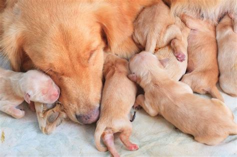 The 4 Stages Of Dog Pregnancy And How You Can Help Your Pup