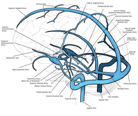 The Cerebral Veins Drain The Brain Parenchyma And Are Located In The Subarachnoid Space They
