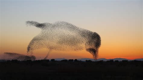"Very Impressive Starling Murmurations" by Daniel Biber | World