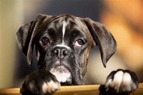 The Miniature Boxer The Pros And Cons Of This Cute But Controversial