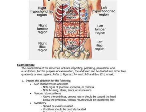 Abdominal Organs Diagram