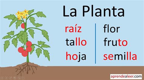 sorozat Rövidítés Határozza como se llaman las plantas que contienen