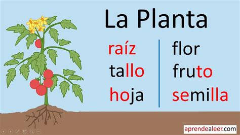 Sorozat R Vid T S Hat Rozza Como Se Llaman Las Plantas Que Contienen