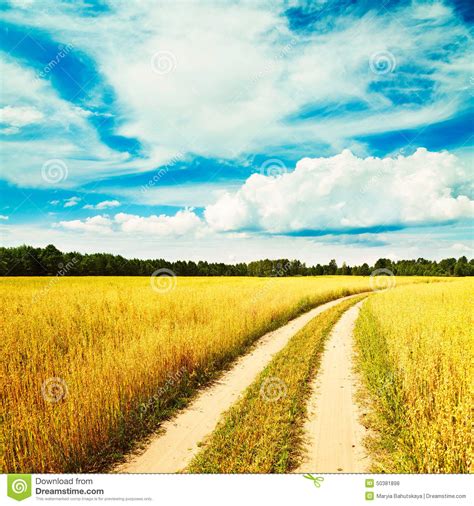 Summer Landscape With Oat Field And Country Road Stock