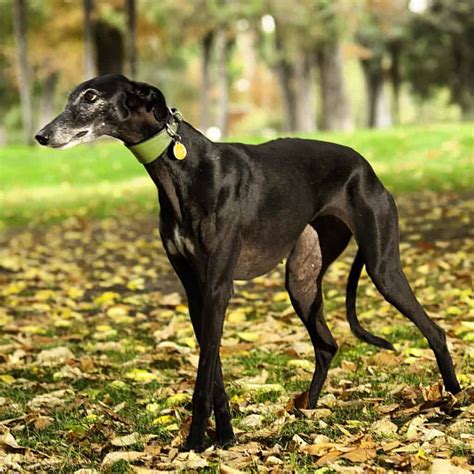 December 2020 freetalk fridays (self.greyhounds). Can Greyhounds go Hiking? - Dogs Whisperer