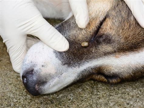 Ticks On Dogs 5 Unsuspecting Places Your Dog Is Exposed To Ticks Petmd