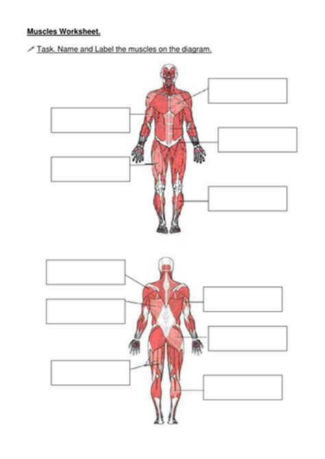 27 Blank Muscle Diagram To Label Labels Ideas For You