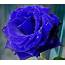 Amazing Blue Rose  TRUE BLUE Pinterest