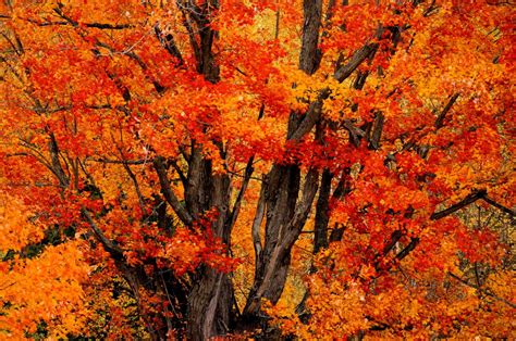 Free Images Fall Color Season Maple Tree Maple Leaf Seasons