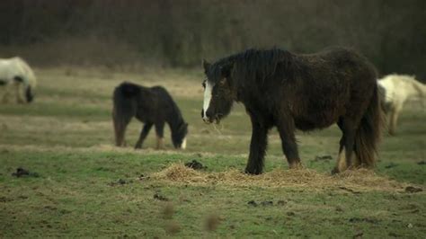 Maggot Infested Pony Left To Die Near Grantham Bbc News