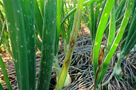 Purple Blotch Disease On Onion Stock Photo Image Of Disease Farming