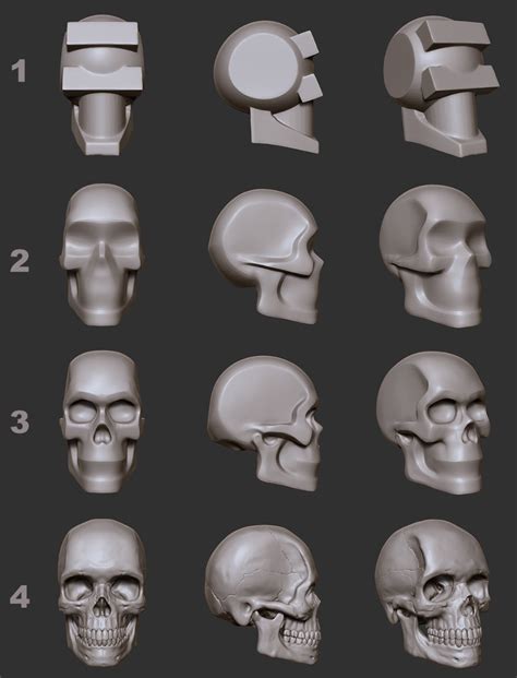Zbrush Anatomy Skull Anatomy Face Anatomy Anatomy Poses Anatomy Art