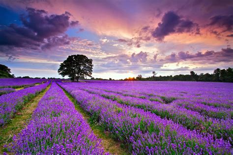 Download Nature Lavender Hd Wallpaper