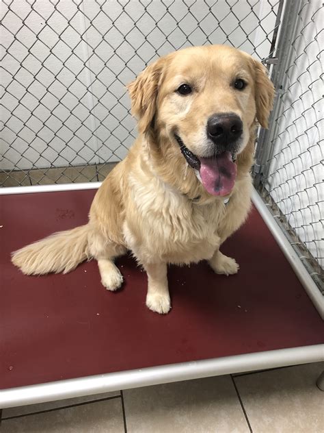Adopt Wyatt On Petfinder Dogs Golden Retriever Dog Adoption Golden