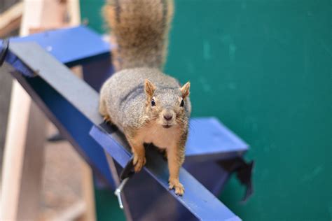 Research Uncovers How Squirrels Learn To Leap Parkour And Land Without Falling News