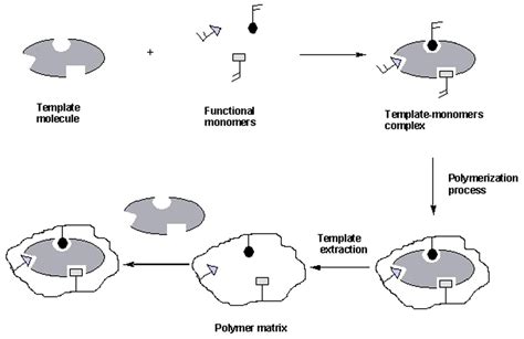 Ijms Free Full Text Molecularly Imprinted Polymers Present And