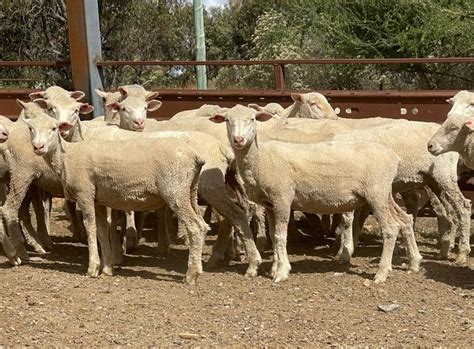lot 561 205 mixed sex store lambs auctionsplus