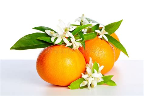 Oranges With Orange Blossom Flowers On White Stock Image Image Of
