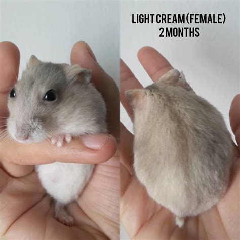 Short Dwarf Hamster Baby Hamsters Adopted 3 Years 2 Months Baby