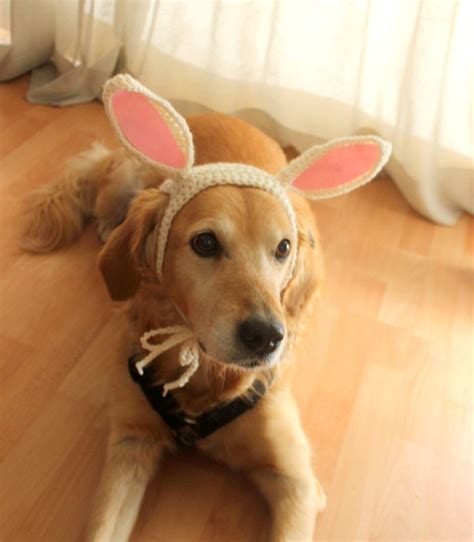 Rabbit Ears For Dogs Bunny Ears For Dogs Dog Bunny Hat Easter Hat