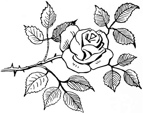 Rose Black And White Rose Flower Images Clipart Wikiclipart