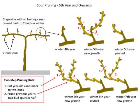 Spur Pruning Grapes Fifth Year Grape Vines Grapes Spur Pruning
