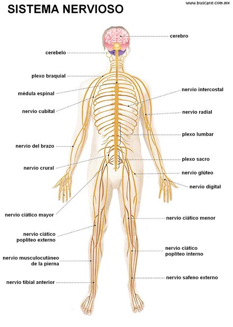 Biologia Humana Sistema Nervioso Central Y Periferico Reverasite