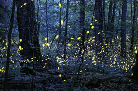 You Can Now See Thousands Of Fireflies In The Great Smoky Mountains