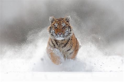 8 Absolutely Astounding Facts About The Siberian Tiger Worldatlas