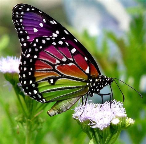 Rainbow Beautiful Butterflies Beautiful Butterfly Photography Most
