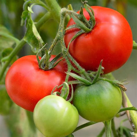 Tomato Whopper — Green Acres Nursery And Supply