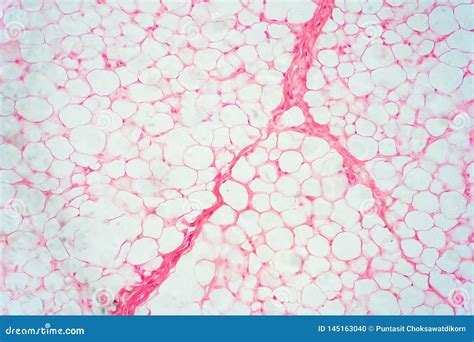 Human Fat Body Tissue Under Microscope View Stock Photo Image Of Body
