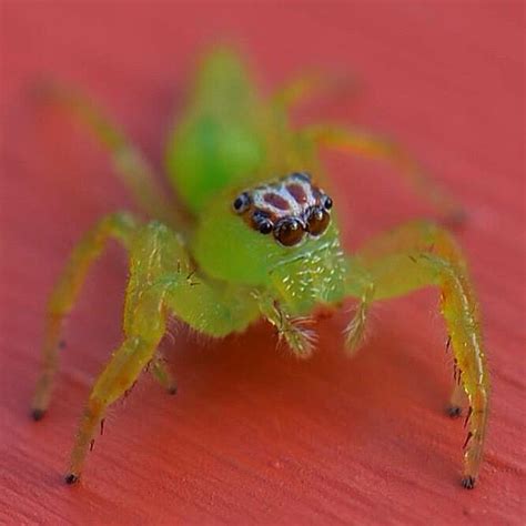 Green Jumping Spider ハエトリグモ