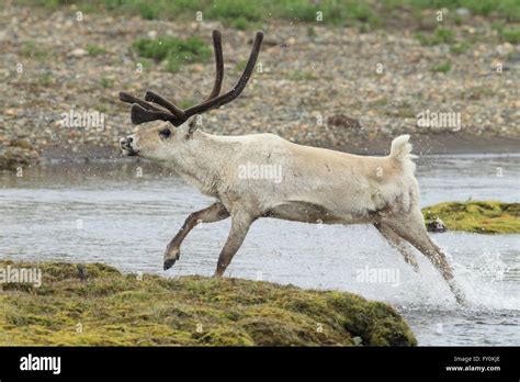 Reindeer Side Profile Hi Res Stock Photography And Images Alamy