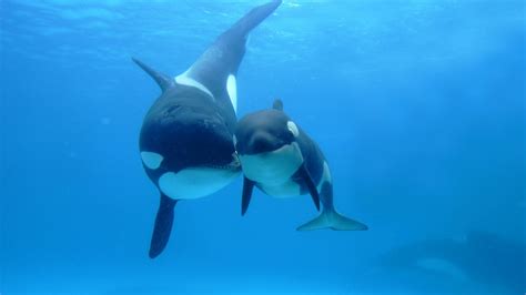 Underwater Picture Of A Orca Killer Whale All Best
