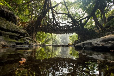 The Incredible Living Root Bridges Of Meghalaya