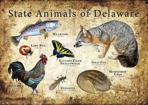 Horseshoe Crab Creatures 3 Delaware State Grey Fox State Birds
