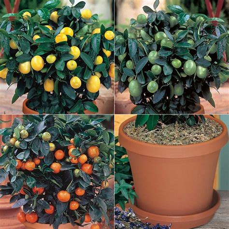 Citrus Tree Collection Kit From Stark Bros Citrus Trees Fruit Trees