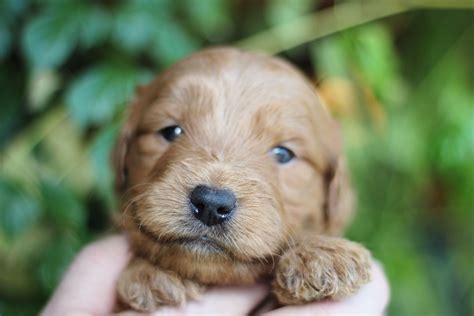 Red Mini Goldendoodle Puppy At 3 Weeks Old So Sweet Goldendoodle