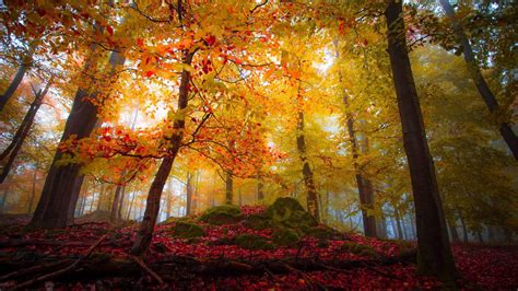 Yellow Red Autumn Leafed Spring Trees Forest Algae Covered Rocks In