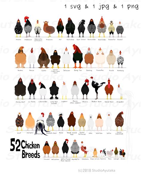 52 Breeds Of Chicken Chart Svg  Png 1620 Etsy Singapore