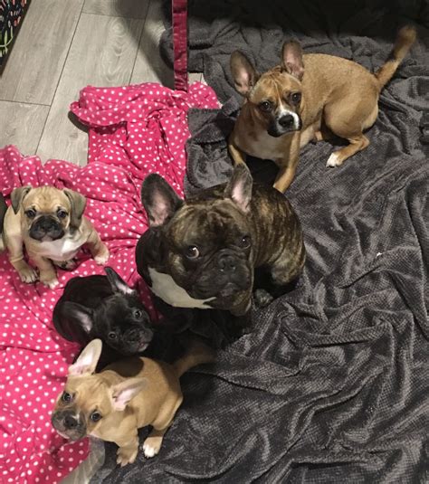 The boston terrier mix can have multiple purebred or mixed breed lineage. French bulldog x boston terrier puppies for sale | Swanley ...
