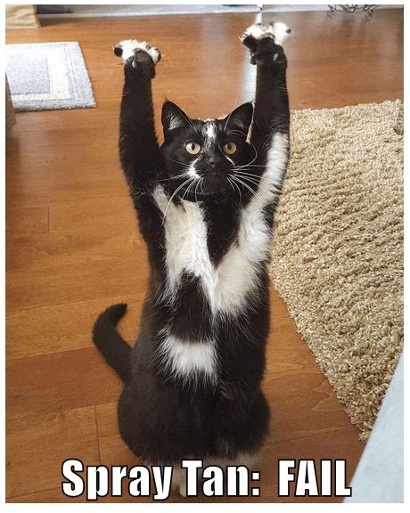 Spray Tan Fail Lolcats Lol Cat Memes Funny Cats Funny Cat