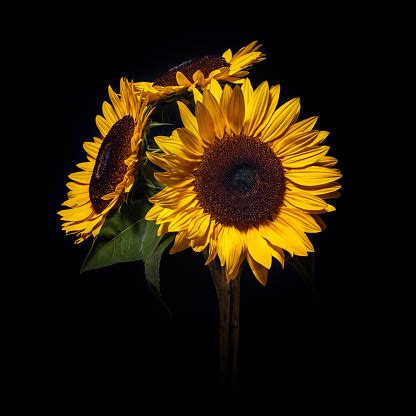 Multiple sizes available for all screen sizes. Sunflowers Isolated On Black Stock Photo - Download Image Now - iStock